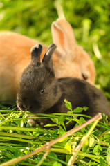 Two cute bunnies on grass