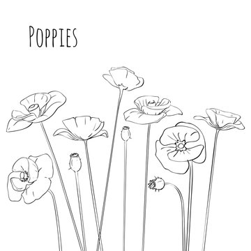 Line-art Poppies Isolated On White. Vector illustration