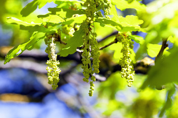 Flower closeup oak  