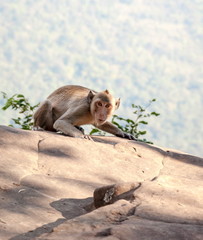 Monkey at Refreshing atmosphere on the hilltop