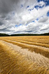  Agricultural field ,  flax  