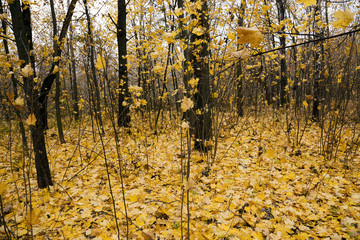 autumn forest , Park