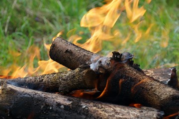 Fototapeta premium Smoking and burning firewood close-up with green grass on the background.