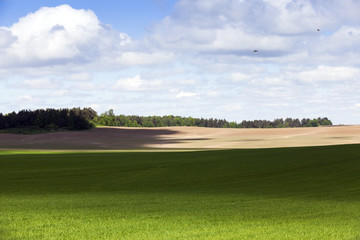 cultivation of cereals. Spring 