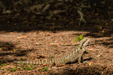 Australian water dragon basking on dry leaves