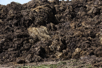 manure for fertilizer  