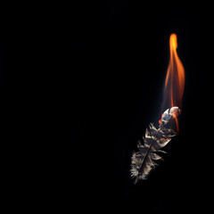 Feather burning in fire