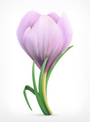Snowdrop, spring flower vector icon
