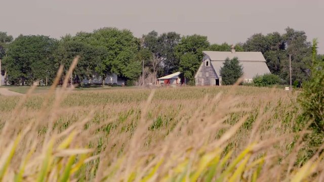 Wheat Farm
