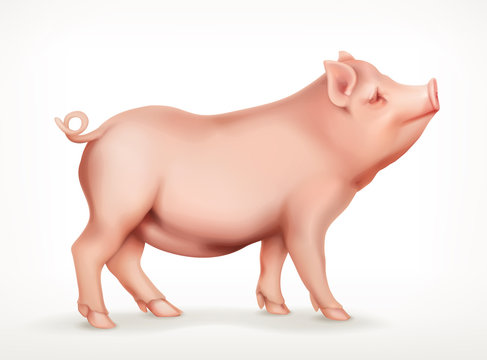 Pig, vector icon
