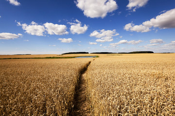 rye field ,  yellowed