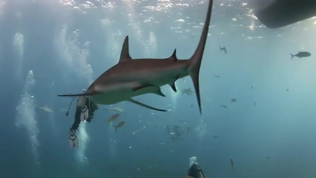 Shark searching for food under the bottom of the ship.. Amazing, beautiful underwater world Bahamas and the life of its inhabitants, creatures and diving, travels with them. 