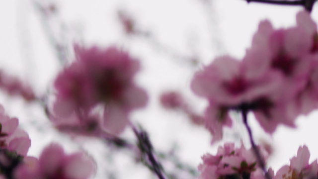 Royalty Free Stock Video Footage of pink blossoming tree branches shot in Israel at 4k with Red.