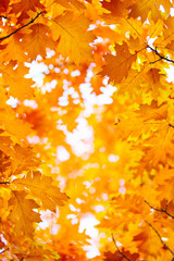 autumn leaves, very shallow focus
