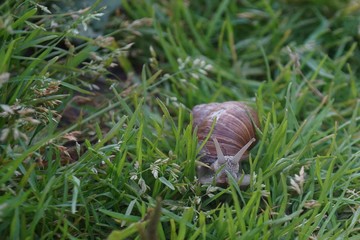 Burgundy snail.