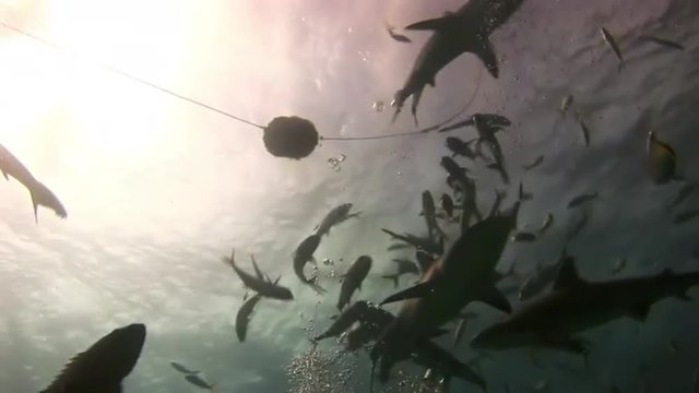 Sharks in search of food on the reef.  Amazing, beautiful underwater world Bahamas and the life of its inhabitants, creatures and diving, travels with them. 