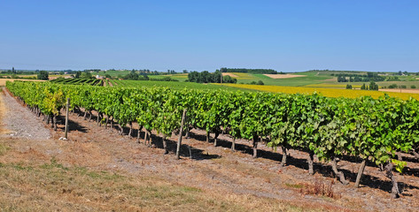 Fototapeta na wymiar Vineyard with Pineau grapes in the Cognac region, department Charente-Maritime, in summertime, France