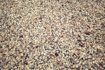 shells on a beach,background & texture