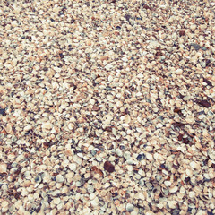 shells on a beach,background & texture