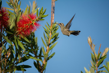 El colibrí se acerca y mira la flor.