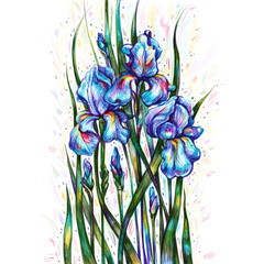 bouquet of blue irises on a white background, ballpoint pen drawing