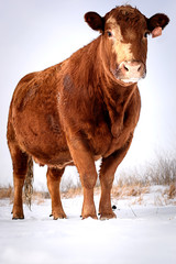 Cow in Snow 4