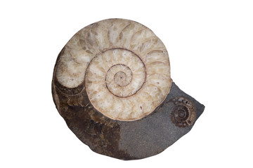 Fossil Ammonite isolate background with clipping path