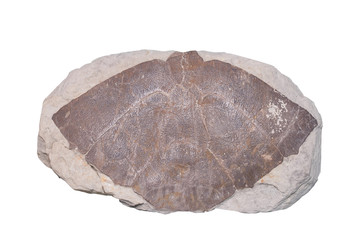 Fossil Ammonite isolate background with clipping path