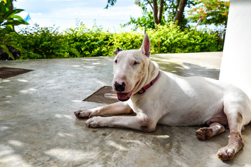 White English Bull Terrier Dog at home terrace