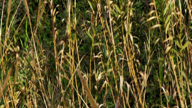 Royalty Free Stock Video Footage of a stream leaving a forest shot in Israel at 4k with Red.