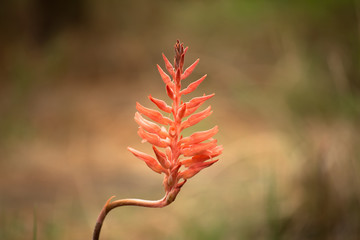 Fototapeta premium Flor naranja en medio del parque.