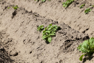 potato field. close-up  