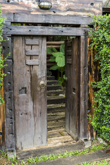 Brown ancient ruined wooden door - Ancient wood entrance door and green ivy plant