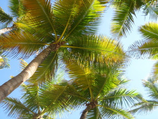 PALM TREE CANOPY