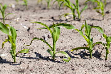 corn field. close-up  