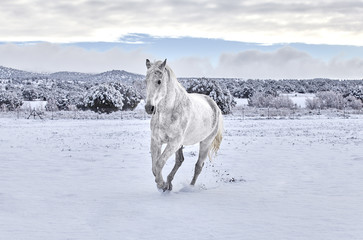 Horse cantering in Snow
