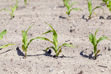 corn field. close-up  