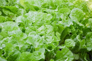 fresh green chinese cabbage plants