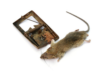 dead rat killed by rat-trap on white background