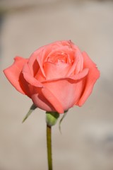 pink rose flower in nature garden