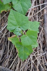 young green Ivy gourd tree on the ground in vegetable garden