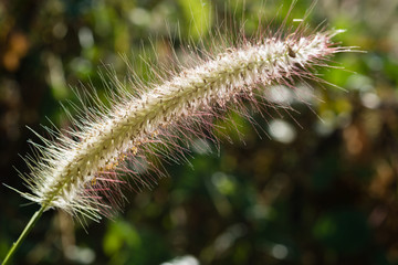 Fototapeta premium Close up grass flower with morning sunlight 