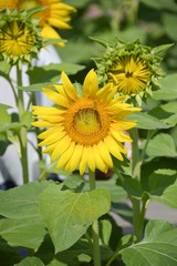 Fototapeta premium beautiful sunflower in nature garden - Helianthus annuus