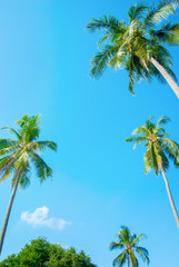 Tropical background with palm trees on blue sky - 100392607