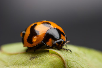 Ladybug closeup.