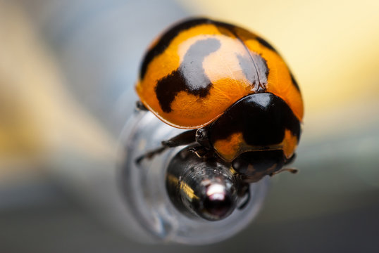 Ladybug closeup.