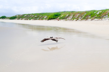 Bird flying low altitude over beautiful Galapagos Islands beach