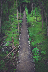 Large tree lying horizontally into green forest creating a cool pathway on Galapagos Islands, Ecuador