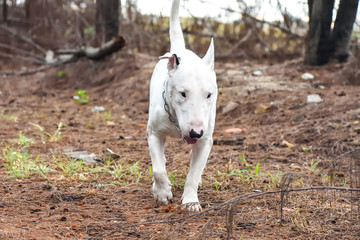 White English Bull Terrier Dog