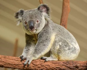 Crédence de cuisine en verre imprimé Koala Koala curieux regarde la caméra